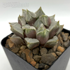 Haworthia hybrid 'Love'