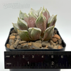 Haworthia hybrid 'Love'