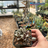 Haworthia hybrid 'Love'
