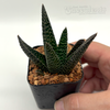 Gasteraloe 'royal highness'