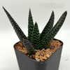 Gasteraloe 'royal highness'