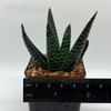 Gasteraloe 'royal highness'