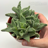 Faucaria Tigrina 'tiger jaws'