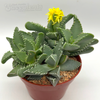 Faucaria Tigrina 'tiger jaws'
