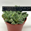 Faucaria Tigrina 'tiger jaws'
