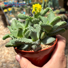 Faucaria Tigrina 'tiger jaws'