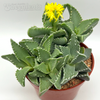 Faucaria Tigrina 'tiger jaws'