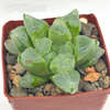 Haworthia retusa 'Ice City'