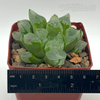 Haworthia retusa 'Ice City'