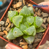 Haworthia retusa 'Ice City'