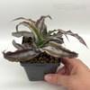 Cryptanthus 'Layla'
