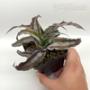 Cryptanthus 'Layla'