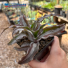 Cryptanthus 'Layla'
