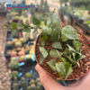 Hoya 'Eskimo'