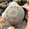 Mammillaria lenta