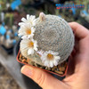 Mammillaria lenta bloom