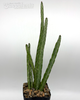 Euphorbia asthenacantha for sale at East Austin Succulents