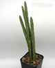 Euphorbia asthenacantha for sale at East Austin Succulents