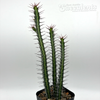 Euphorbia serendipita for sale at East Austin Succulents