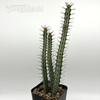 Euphorbia serendipita for sale at East Austin Succulents