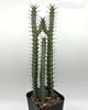 Euphorbia serendipita for sale at East Austin Succulents