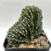 Lemaireocereus marginatus crested 'Mexican Fence Post'