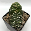 Lemaireocereus marginatus crested 'Mexican Fence Post'