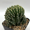 Lemaireocereus marginatus crested 'Mexican Fence Post'