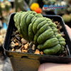 Trichocereus pachanoi crested