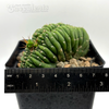 Trichocereus pachanoi crested