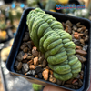 Trichocereus pachanoi crested