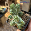 Myrtillocactus geometrizans 'Gumby' for sale at East Austin Succulents