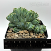 Myrtillocactus geometrizans 'Gumby' for sale at East Austin Succulents