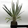Pachypodium geayi for sale at East Austin Succulents