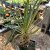 Pachypodium geayi for sale at East Austin Succulents