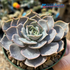 Echeveria lotus for sale at East Austin Succulents