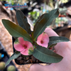Euphorbia milii 'Purple leaf' for sale at East Austin Succulents