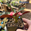 Euphorbia milii 'Purple leaf' for sale at East Austin Succulents