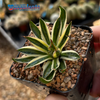Agave schidigera 'Royal Flush' for sale at East Austin Succulents