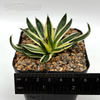 Agave schidigera 'Royal Flush' for sale at East Austin Succulents