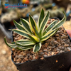 Agave schidigera 'Royal Flush' for sale at East Austin Succulents
