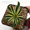 Agave schidigera 'Royal Flush' for sale at East Austin Succulents