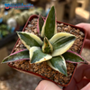 Agave titanota 'Snaggle Tooth' for sale at East Austin Succulents