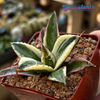 Agave titanota 'Snaggle Tooth' for sale at East Austin Succulents