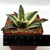 Agave titanota 'Snaggle Tooth' for sale at East Austin Succulents