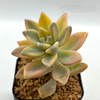 Graptopetalum jester for sale at East Austin Succulents