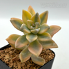 Graptopetalum jester for sale at East Austin Succulents