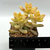 Graptopetalum jester for sale at East Austin Succulents