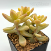 Graptopetalum jester for sale at East Austin Succulents