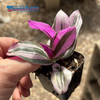 Tradescantia 'Nanouk' for sale at East Austin Succulents